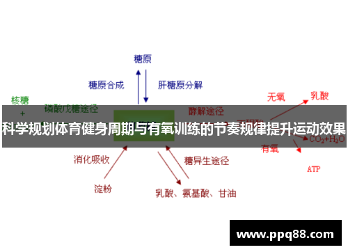 科学规划体育健身周期与有氧训练的节奏规律提升运动效果